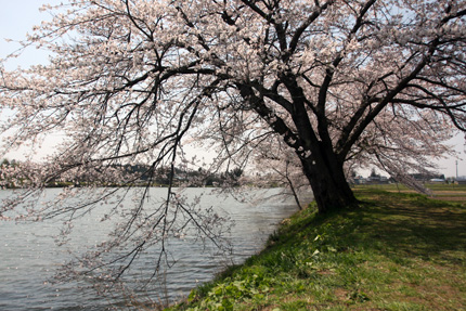 五郎沼の桜