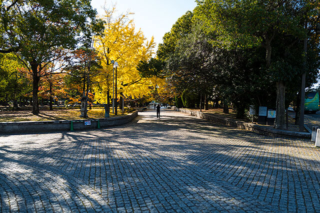 平和記念公園の黄葉