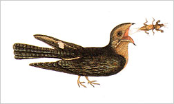Caprimulgus veciferatus